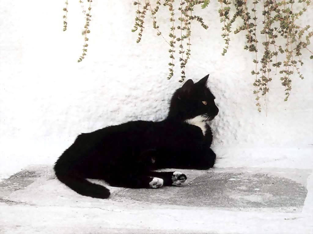 Gatti (115)